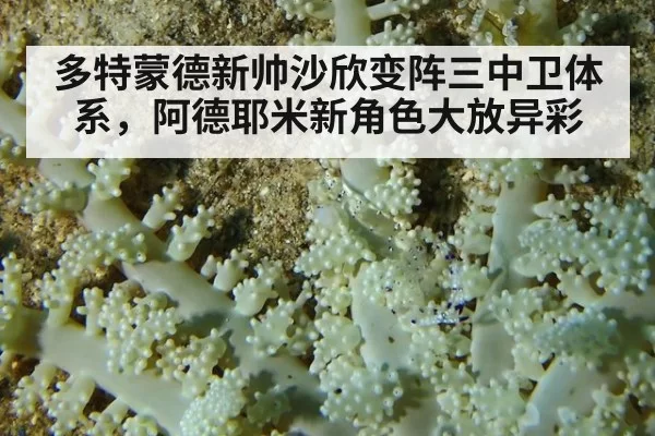 多特蒙德新帅沙欣变阵三中卫体系，阿德耶米新角色大放异彩